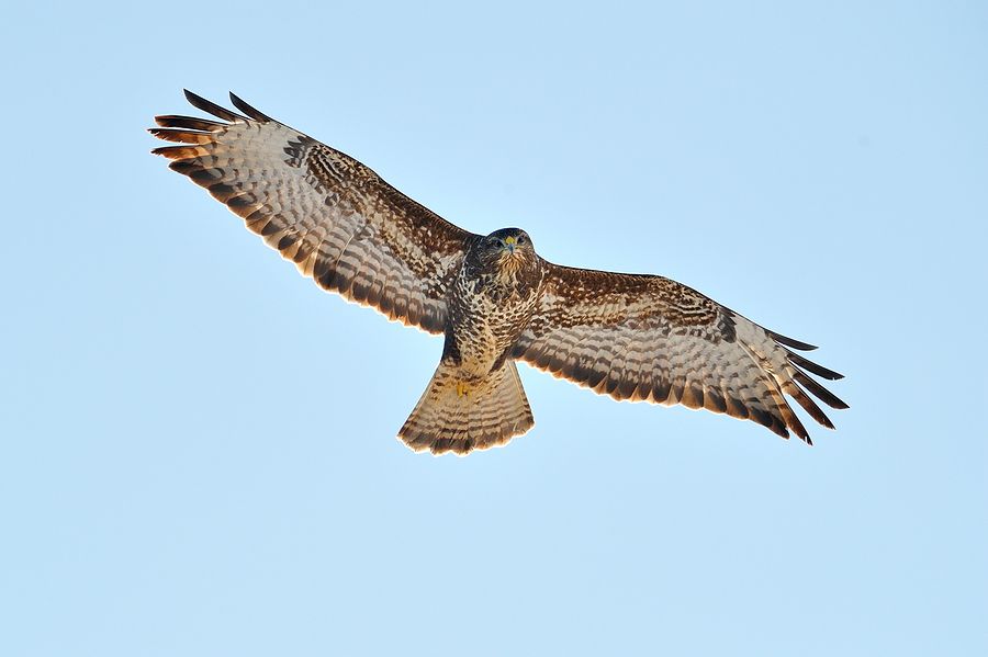 Sparrow Hawk Accipiter ERP Symbol
